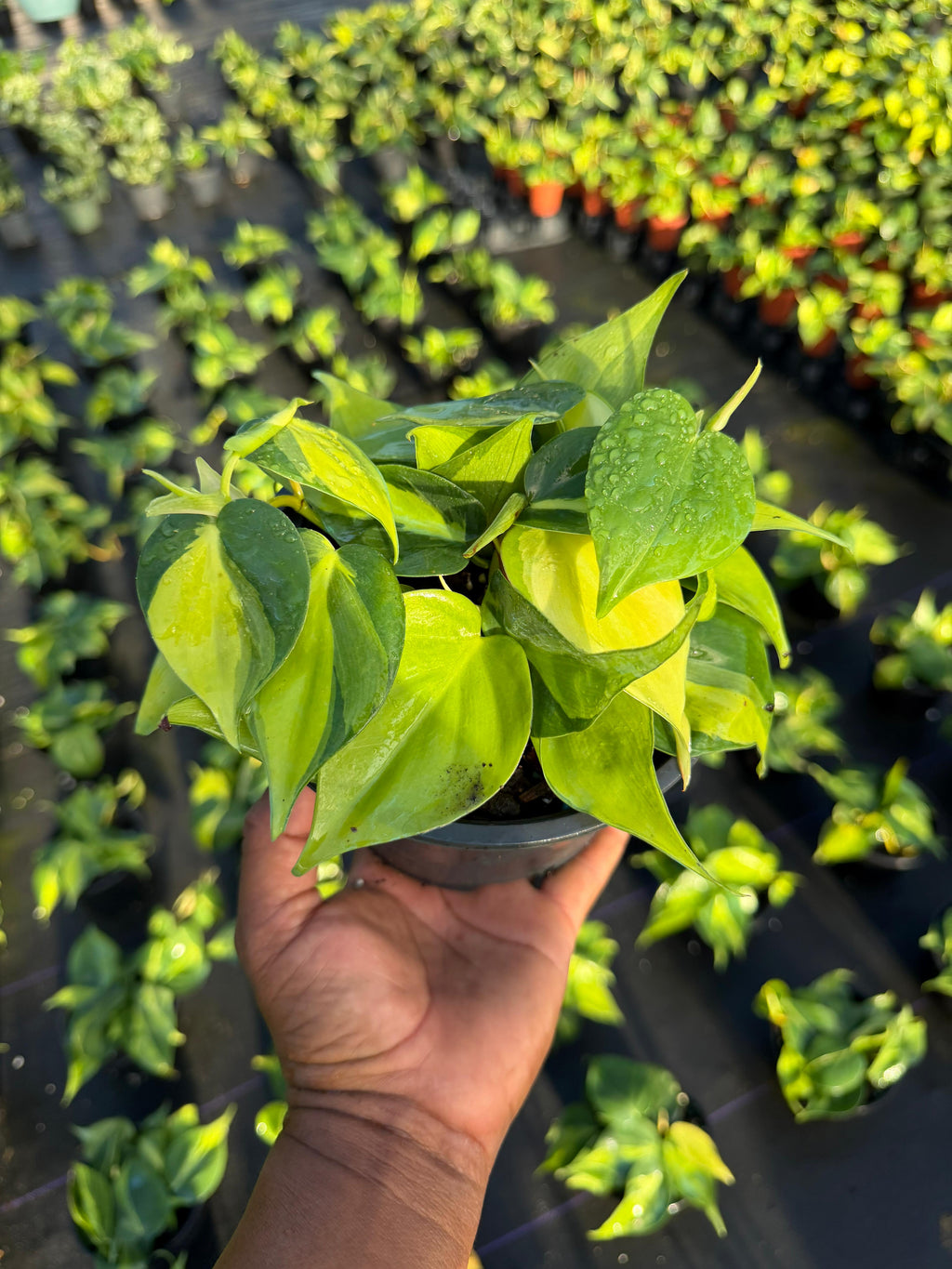 Philodendron scandens brasil 6”
