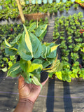 Philodendron scandens brasil 6”