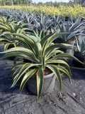 Agave desmentiana 7g