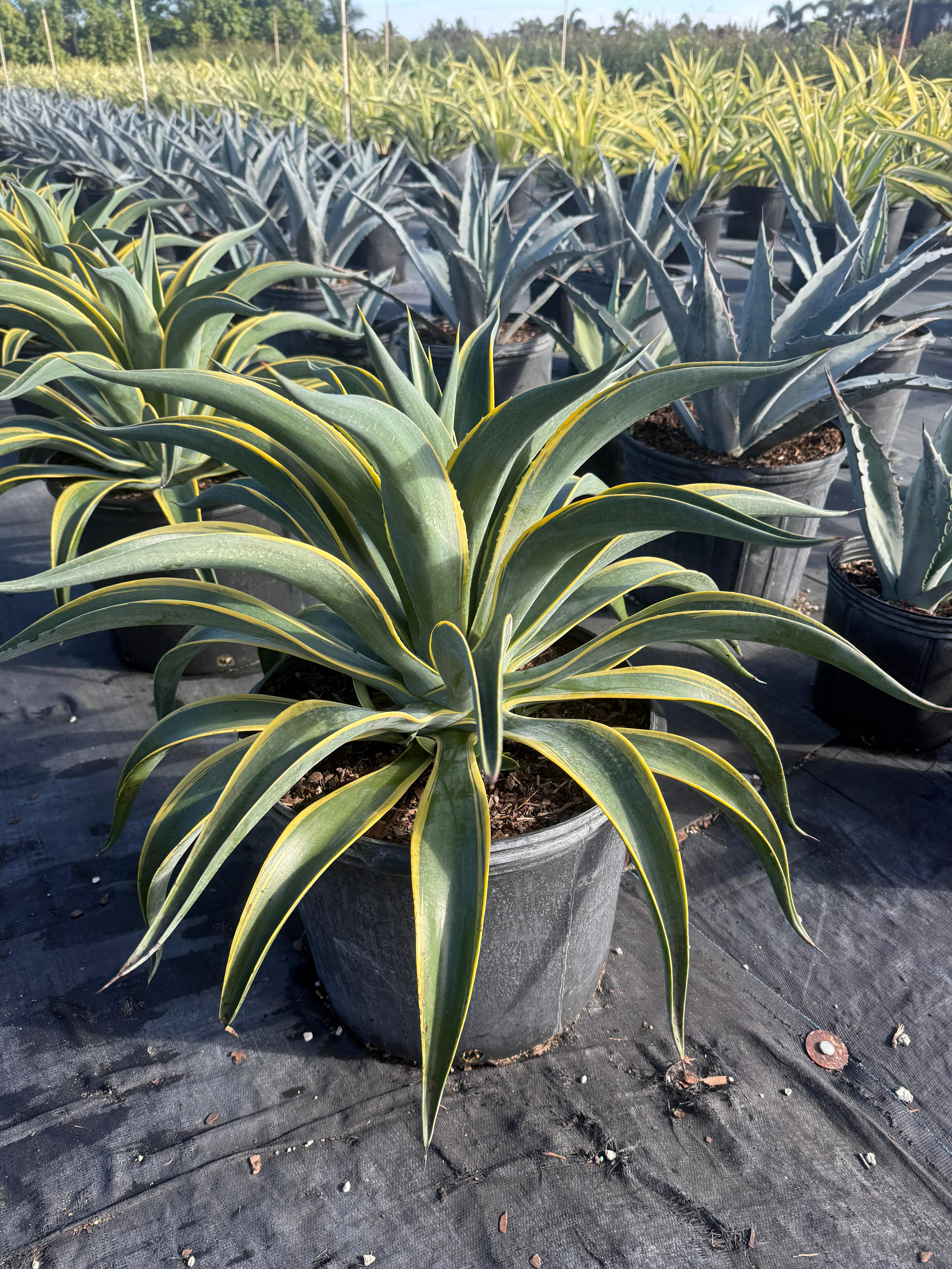 Agave desmentiana 7g