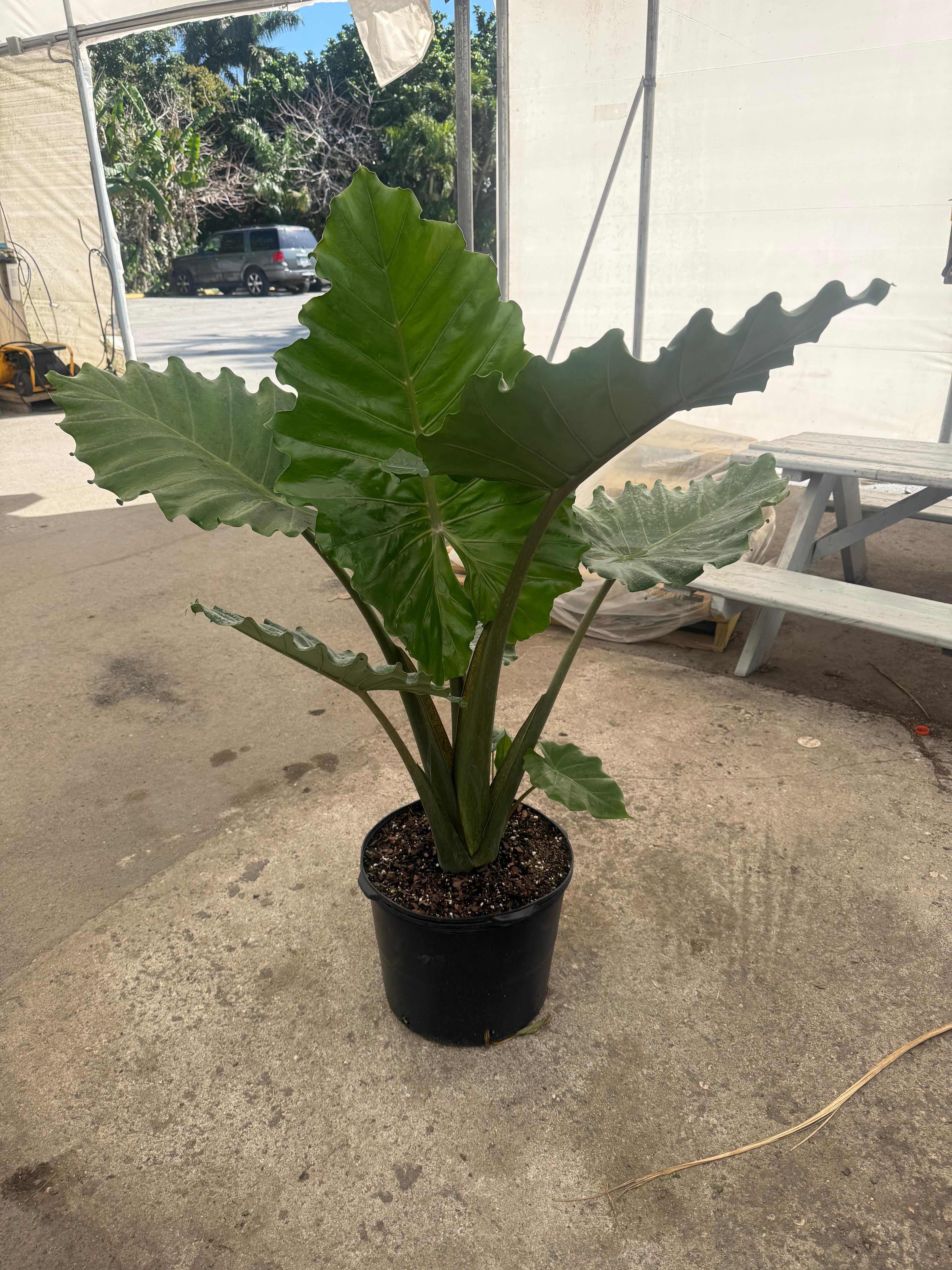 Alocasia portora 7g