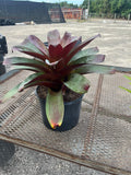 Bromeliad imperials Rubra 7g